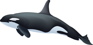 Killer whale PNG-71296